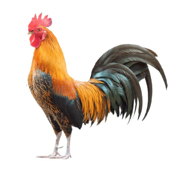 Hilly Chicken (পাহাড়ি মুরগি)